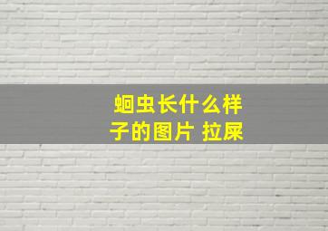 蛔虫长什么样子的图片 拉屎